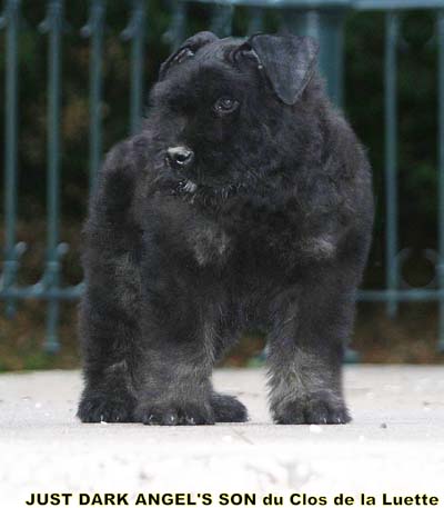 JUST © Elevage de bouviers des flandres du Clos de la Luette specialisé pour le bouvier des flandres Copyrigth depose